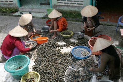 Xử lý nghiêm các vi phạm khi nhân nuôi, phát tán ốc bươu vàng